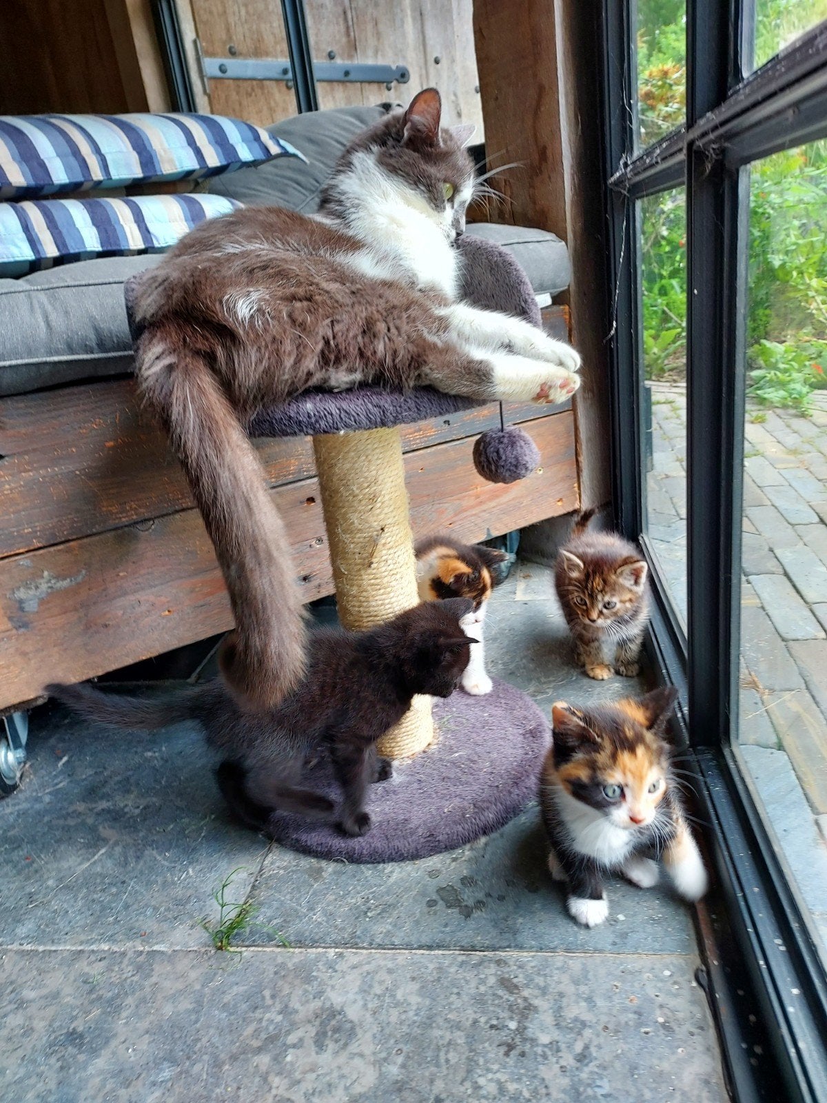 Jonge kittens, Meerdere dieren