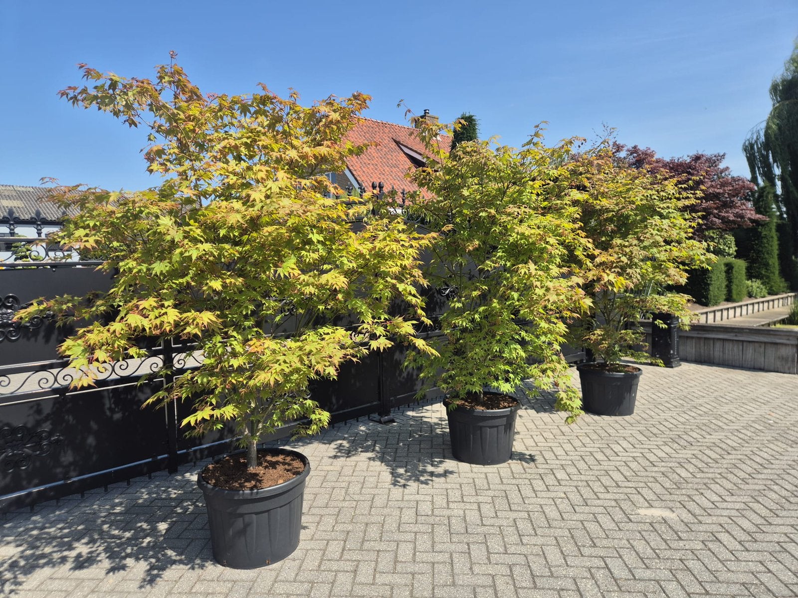 Acer pamatum osakazuki Japanse Esdoorn, Tuin en Terras, Ophalen, Esdoorn, 100 tot 250 cm