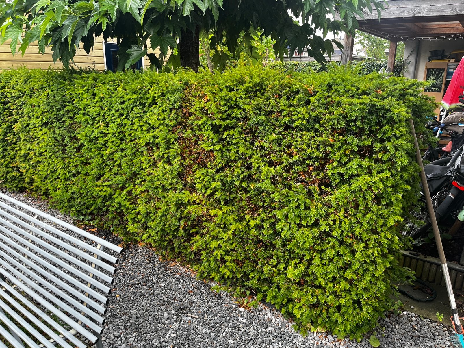 Taxus -- 5m x 1,5m x 60cm, Tuin en Terras, Planten | Struiken en Hagen, Ophalen, Taxus, 100 tot 250 cm