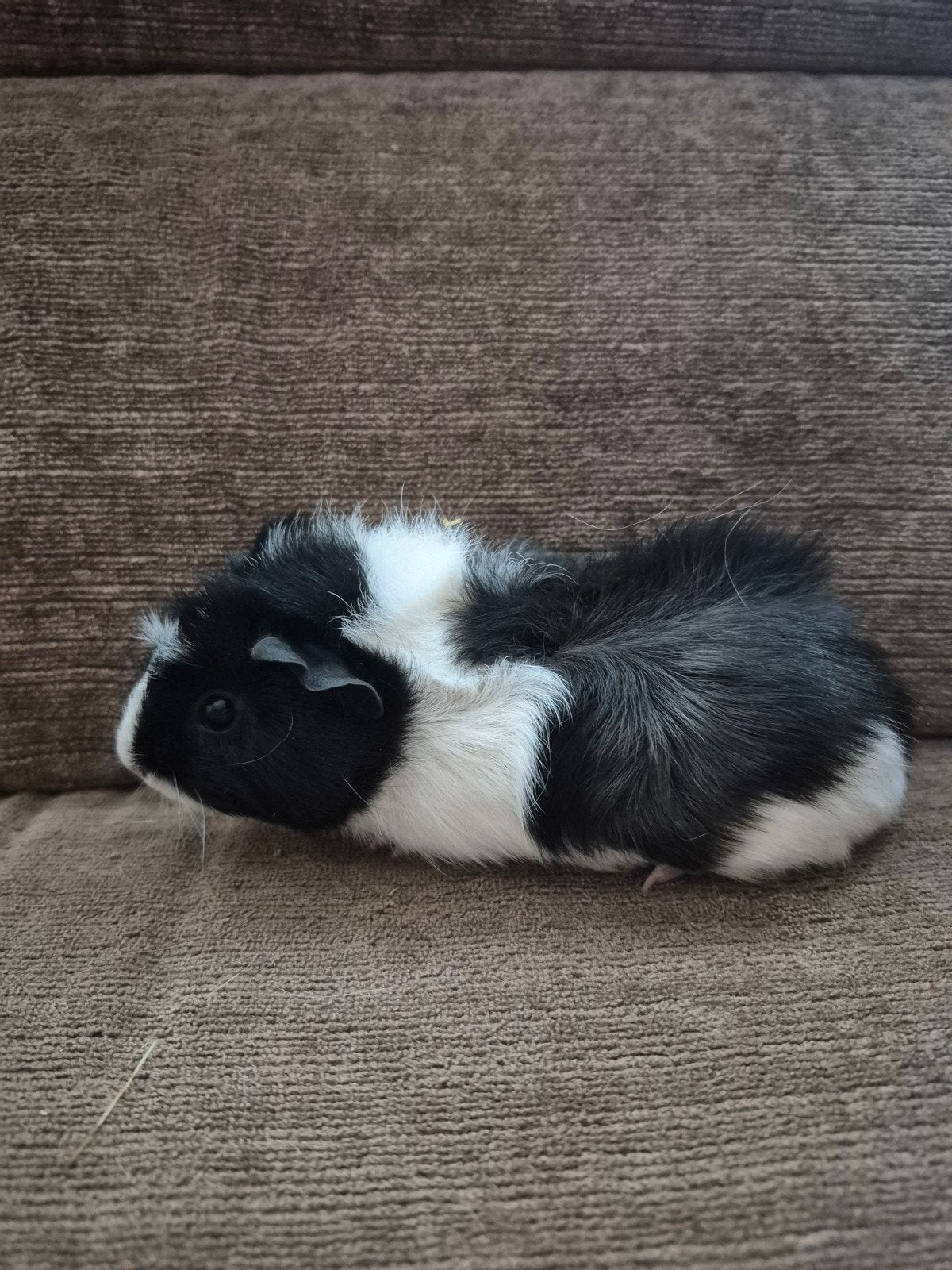 mooie borstel zeugjes 1-7-2026, Dieren en Toebehoren, Knaagdieren, Cavia, Juli, Vrouwelijk, Tam