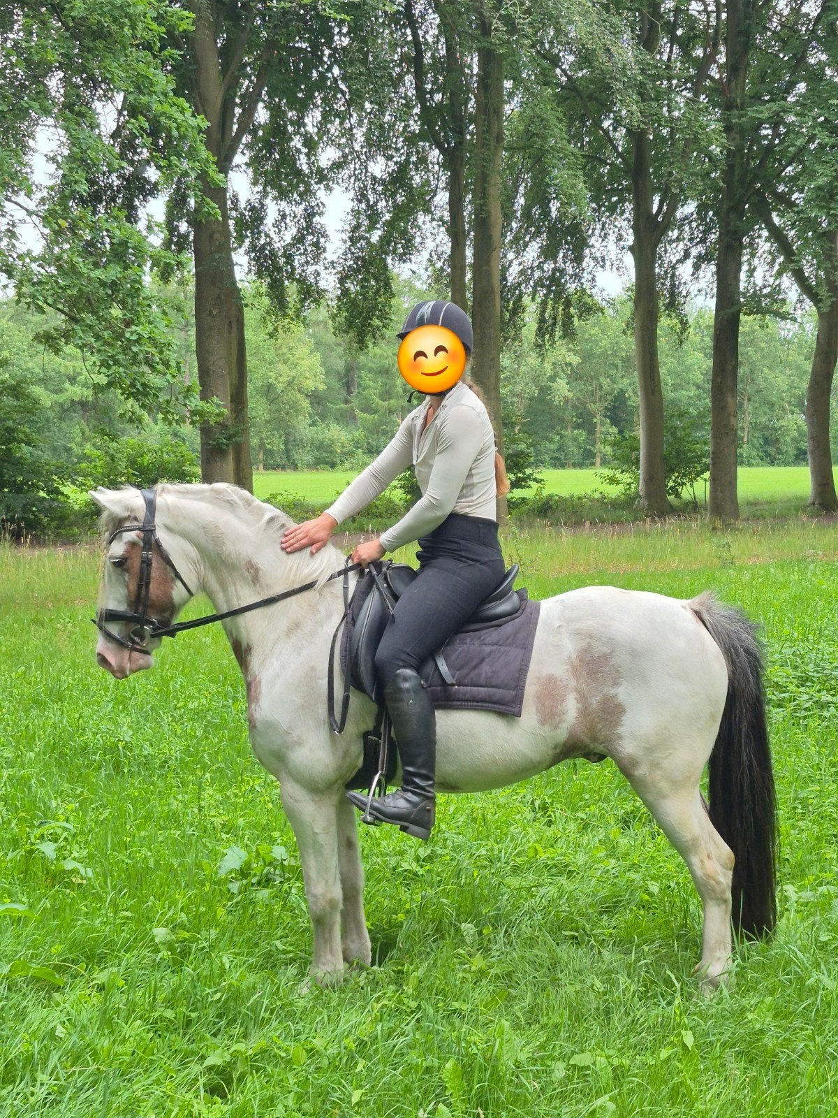 Fantastische familiepony Balou - 8 jaar - 1.46m, Ruin