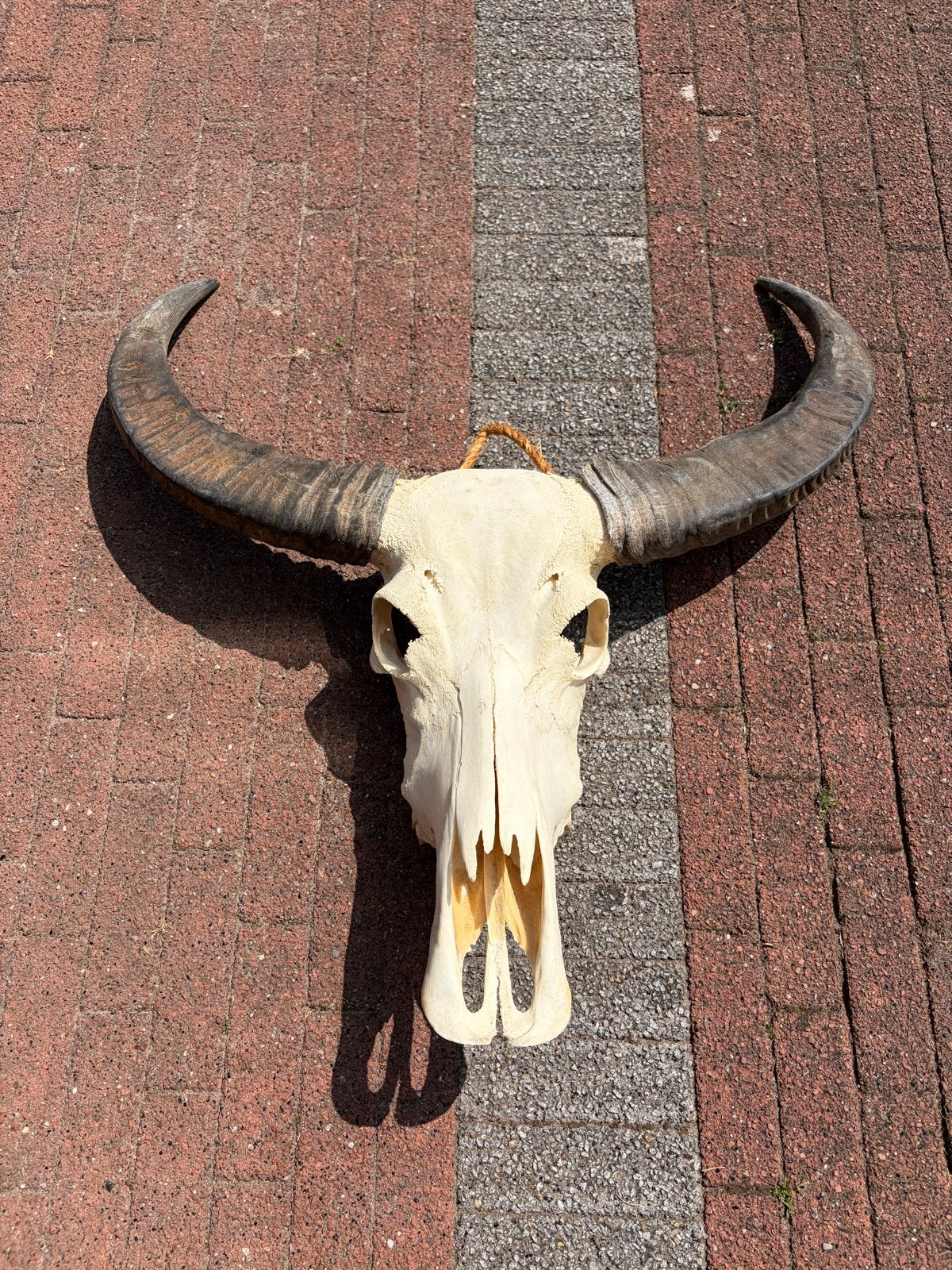 Bisonschedel - accessoires, Ophalen
