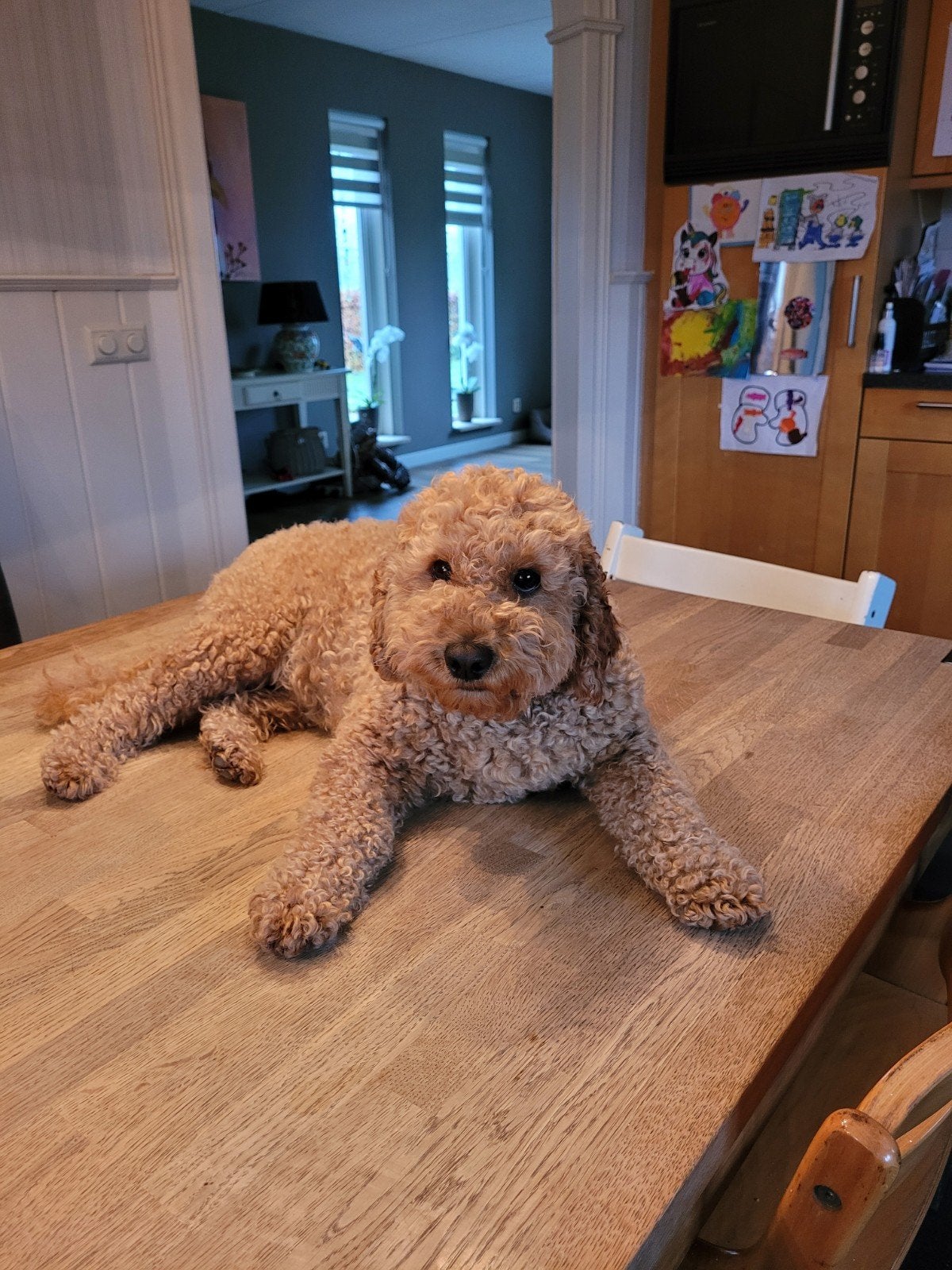 Lieve Cobberdoodle Saartje voor herplaatsing aangeboden, Overige rassen, 1 tot 2 jaar, Teef, Eén hond