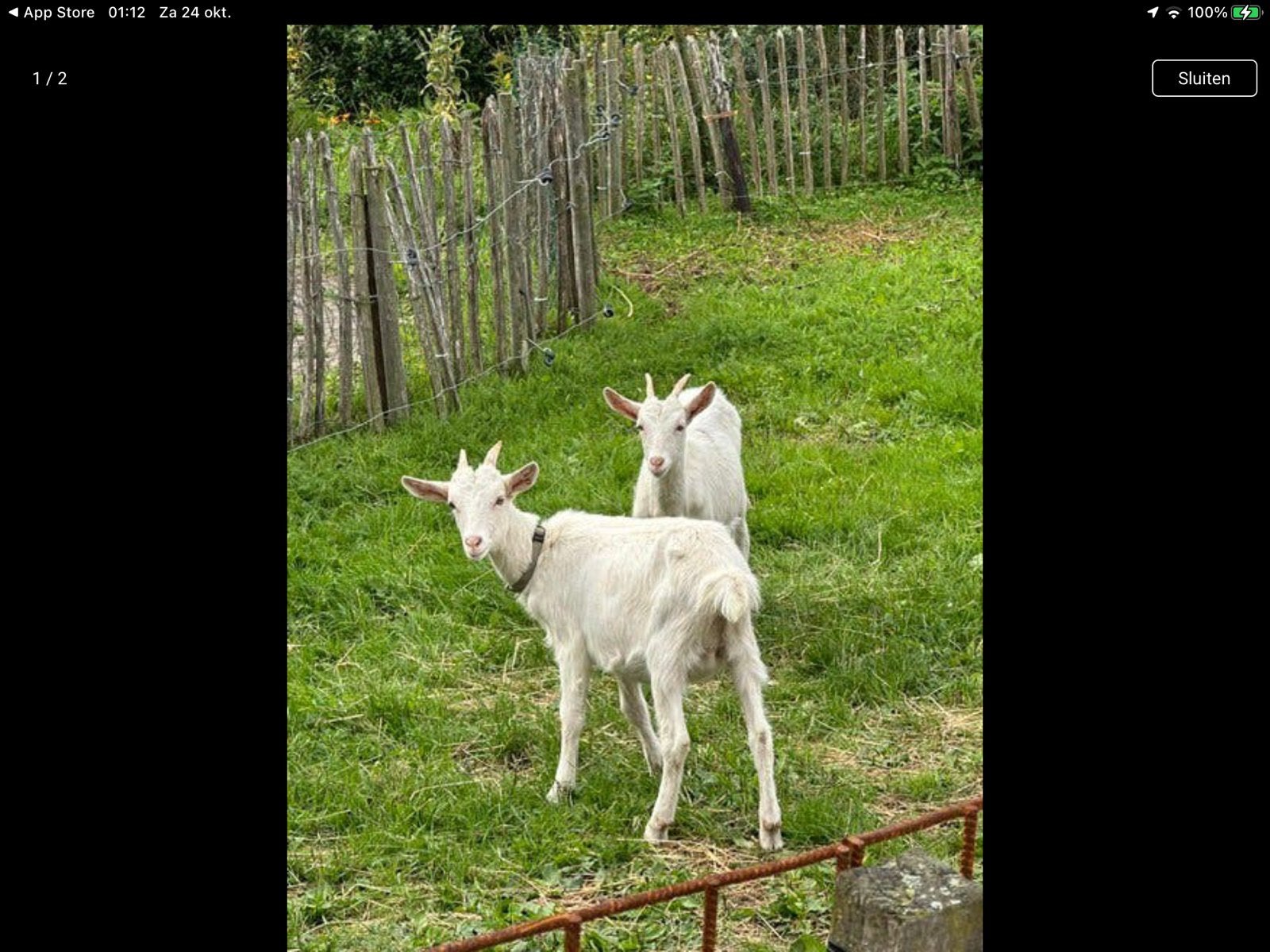 Twee melk geiten lammetjes, Dieren en Toebehoren, Vrouwelijk, Geit