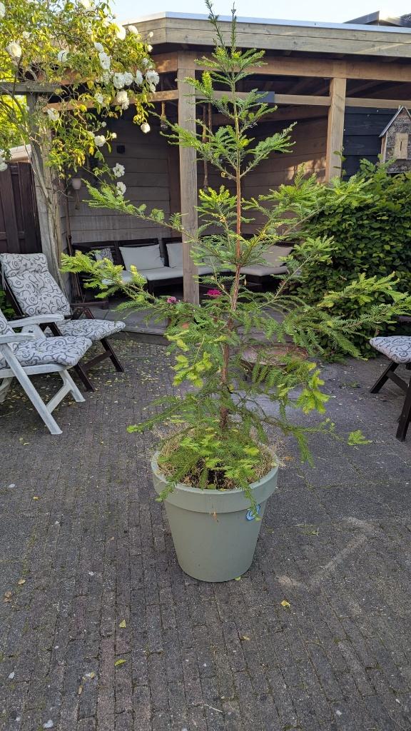 jonge sequoia / mammoetboom, Tuin en Terras, Planten | Bomen, Overige soorten, 100 tot 250 cm, Volle zon, Ophalen