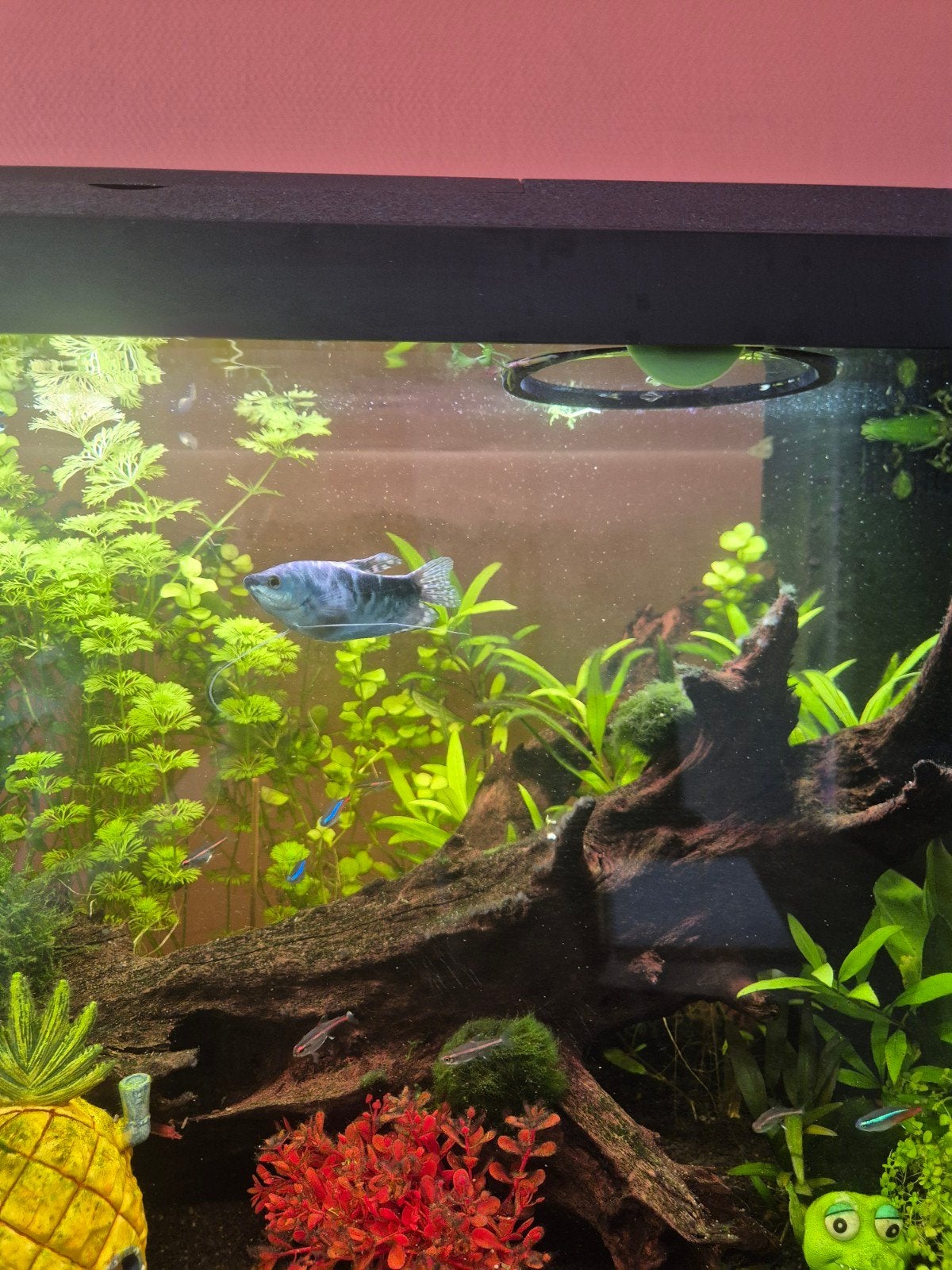 2 Marmer gourami, Dieren en Toebehoren, Vis