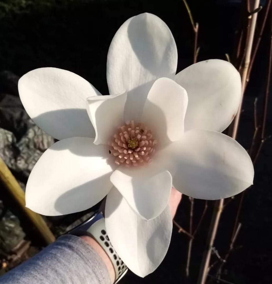 Magnolia 'Joli Pompon', Ophalen, Lente, Volle zon, Overige soorten