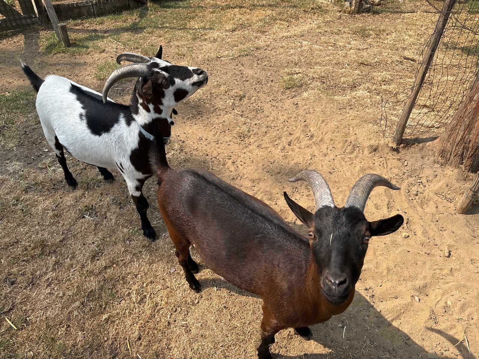 2 dwerggeit broertjes, Dieren en Toebehoren, Schapen, Geiten en Varkens, Mannelijk, Geit