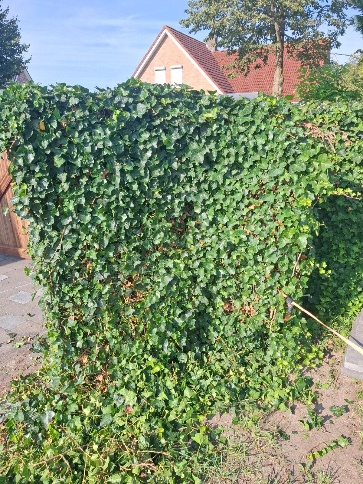 Klimop haag van 1.80x1.80 cm let op is al eruit gehaald, Tuin en Terras, Planten | Tuinplanten, Vaste plant, Klimplanten, Halfschaduw