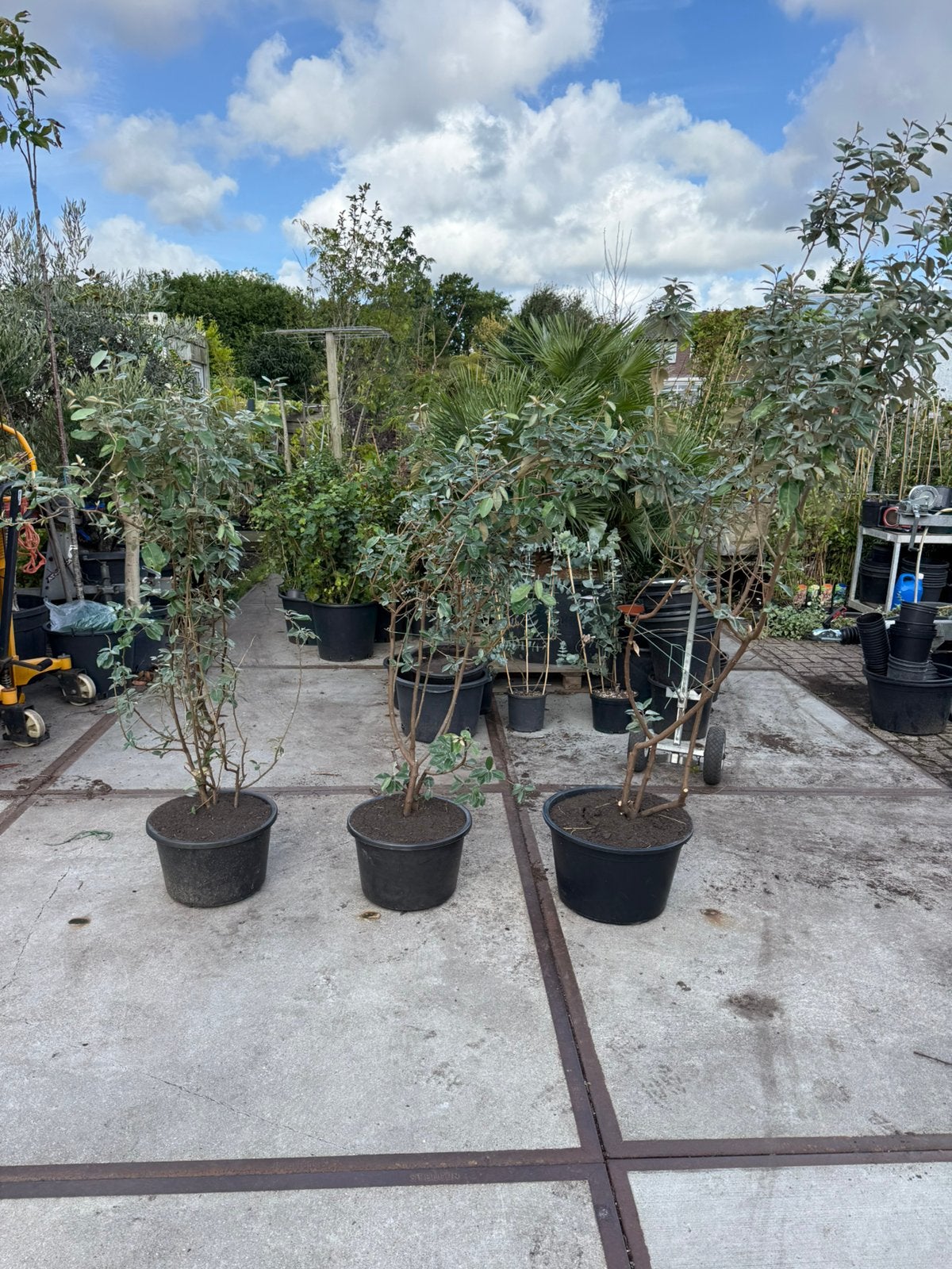 Eleagnus of olijfwilg struiken op ruiming 19,50 pst grotepot, Vaste plant, Bloeit niet, Halfschaduw, Ophalen