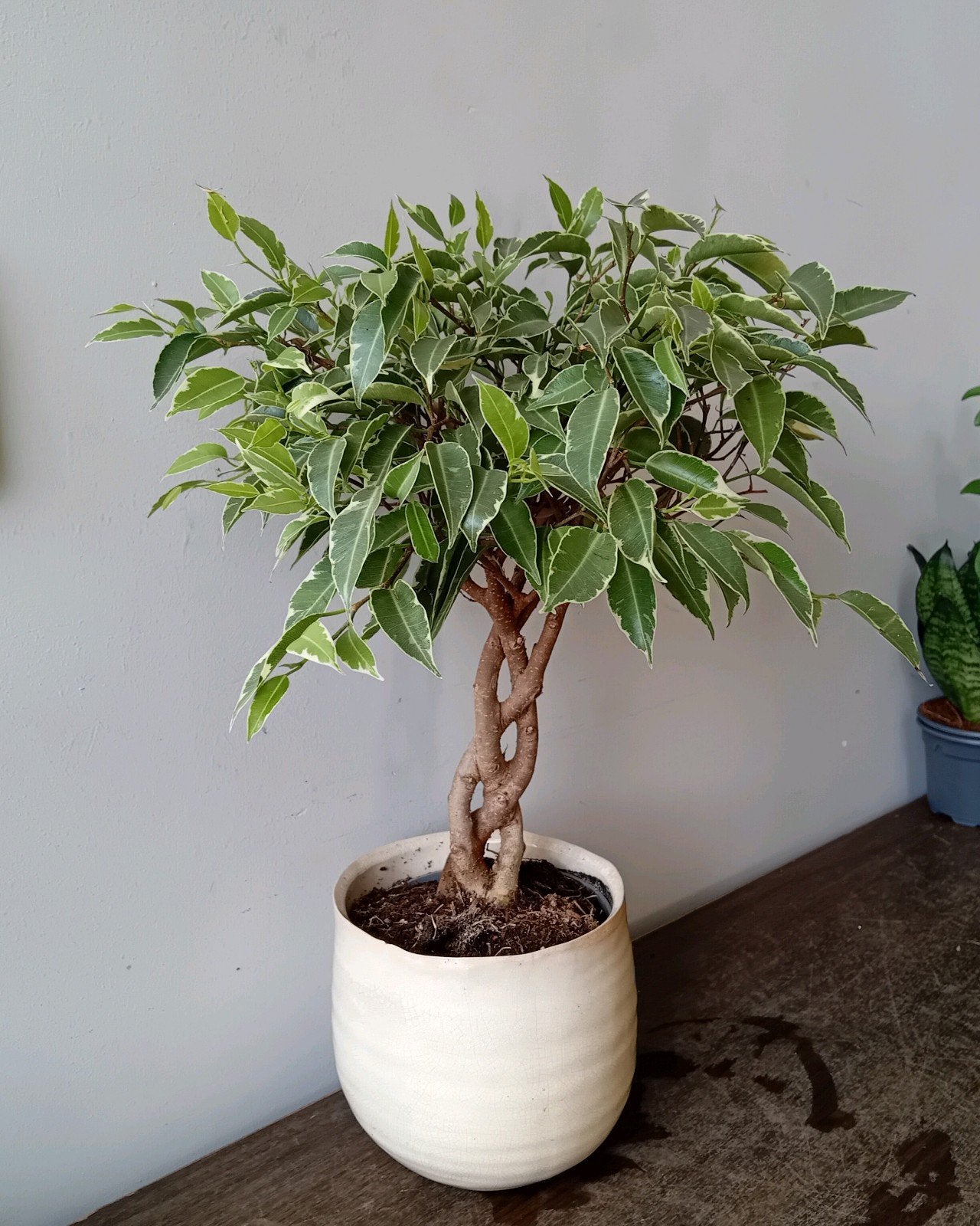 Kamerplant 40cm ficus bonsai        evt met sierpot vanaf €3, Huis en Inrichting, Ophalen, Halfschaduw, In pot, Minder dan 100 cm