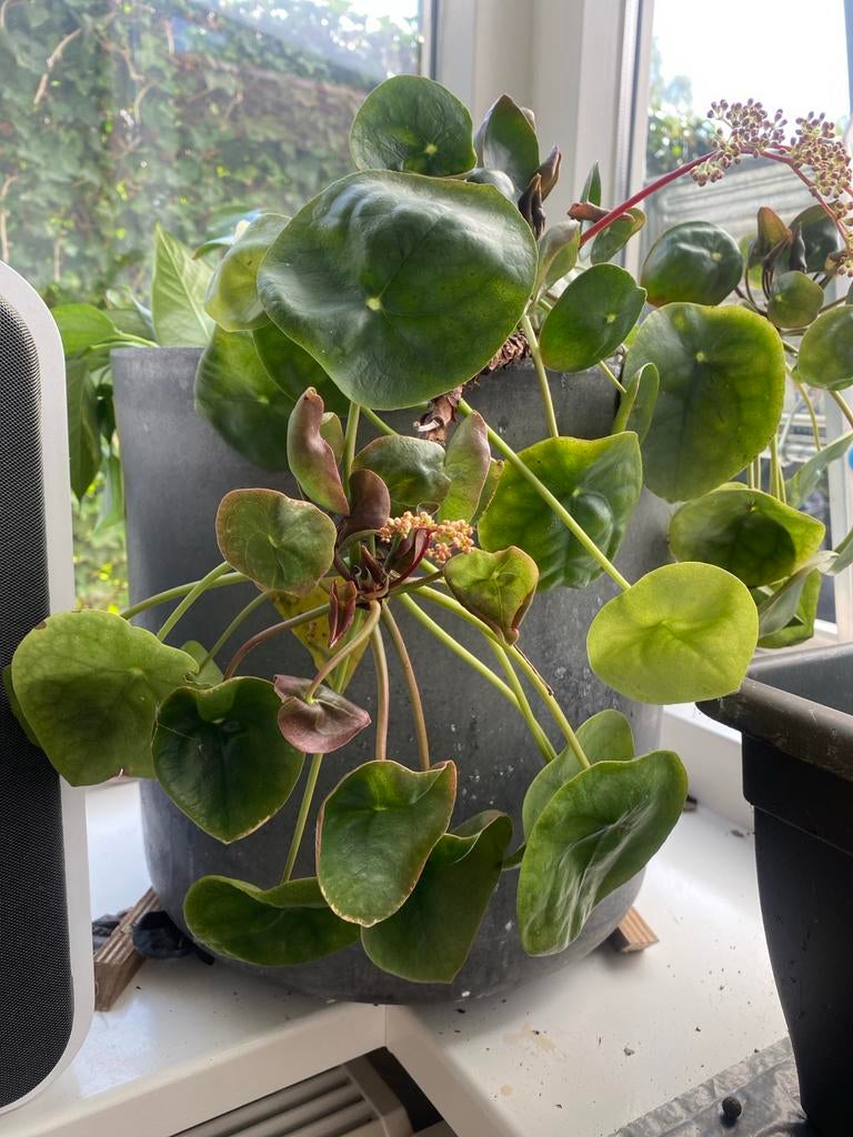 Pannenkoekplant mooi en gezond, Overige soorten, Minder dan 100 cm, Groene kamerplant, Halfschaduw