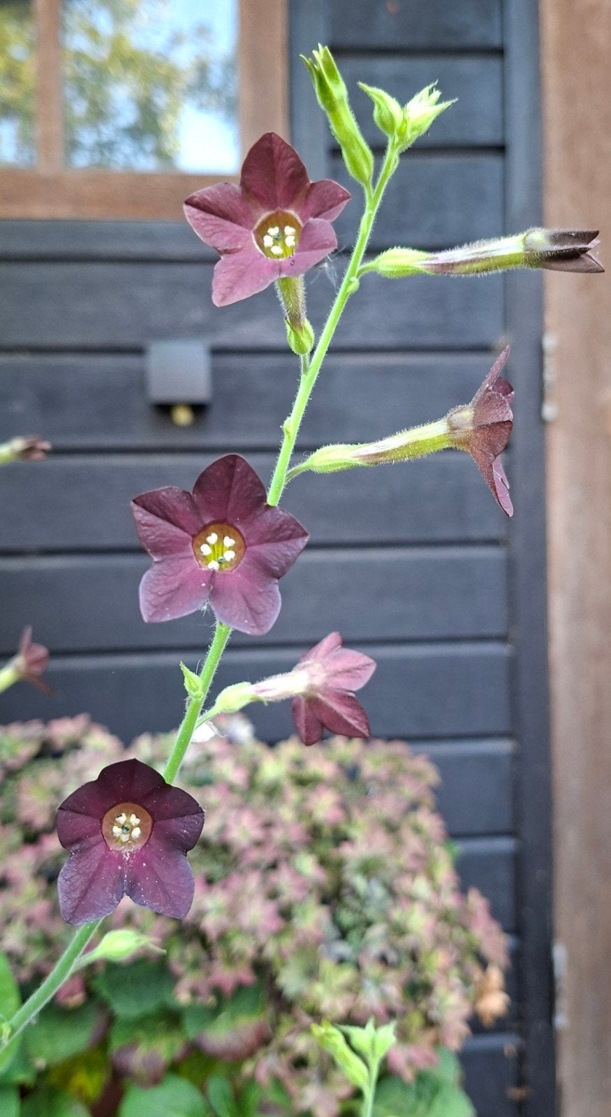 Tabak Nicotiana zaad eenjarig, Ophalen of Verzenden, Voorjaar, Volle zon, Zaad