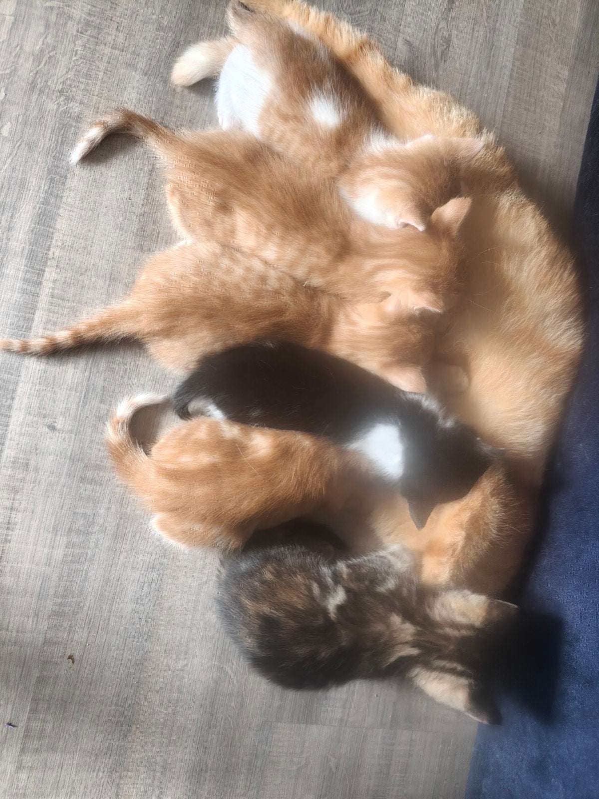 6 kittens van 2 mei geboren, Dieren en Toebehoren, Katten en Kittens | Overige Katten, Meerdere dieren