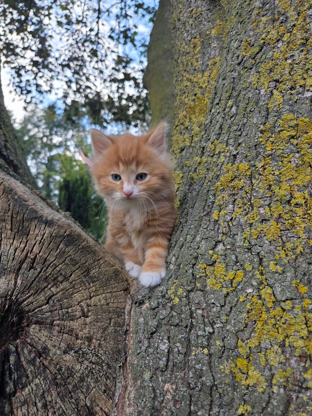 Rode kittens (2 katers, 1 poes), Meerdere dieren