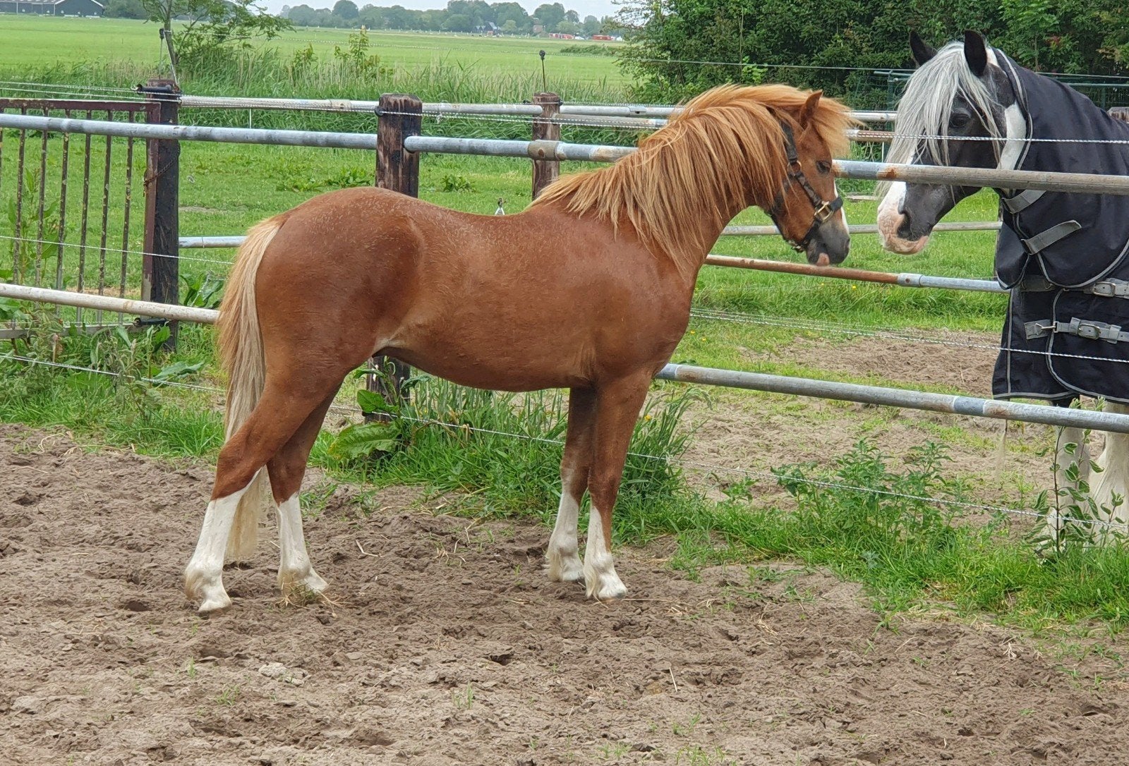 welsh a ruin 2 jaar, Dieren en Toebehoren, Pony's, Ruin, A pony (tot 1.17m), Met stamboom, 0 tot 2 jaar
