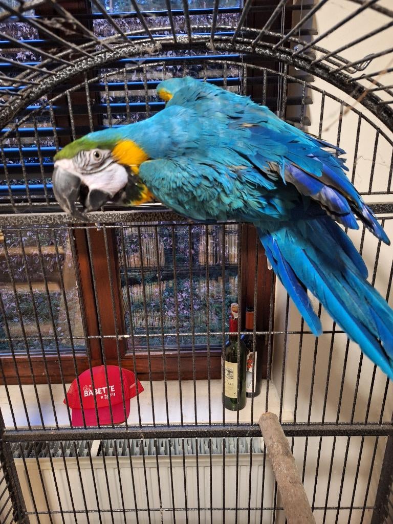 Blauw gele ara pop, Dieren en Toebehoren, Vogels | Parkieten en Papegaaien, Vrouwelijk, Papegaai, Geringd