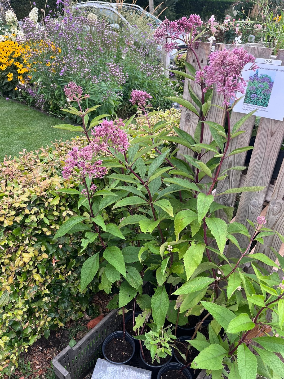 Eupatorium maculatum Atropurpureum, Volle zon, Vaste plant, Zomer, Ophalen