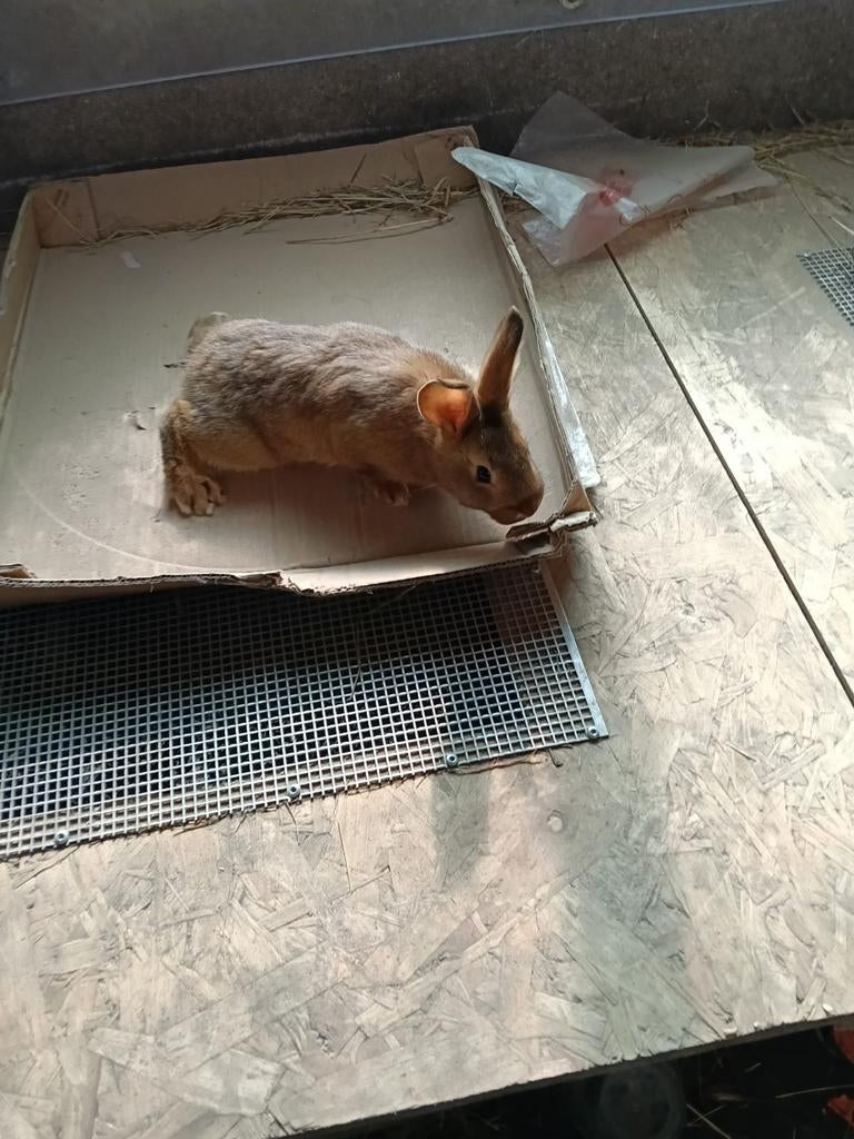 Belgische haas met steenkonijn, Meerdere dieren, Middelgroot, 0 tot 2 jaar
