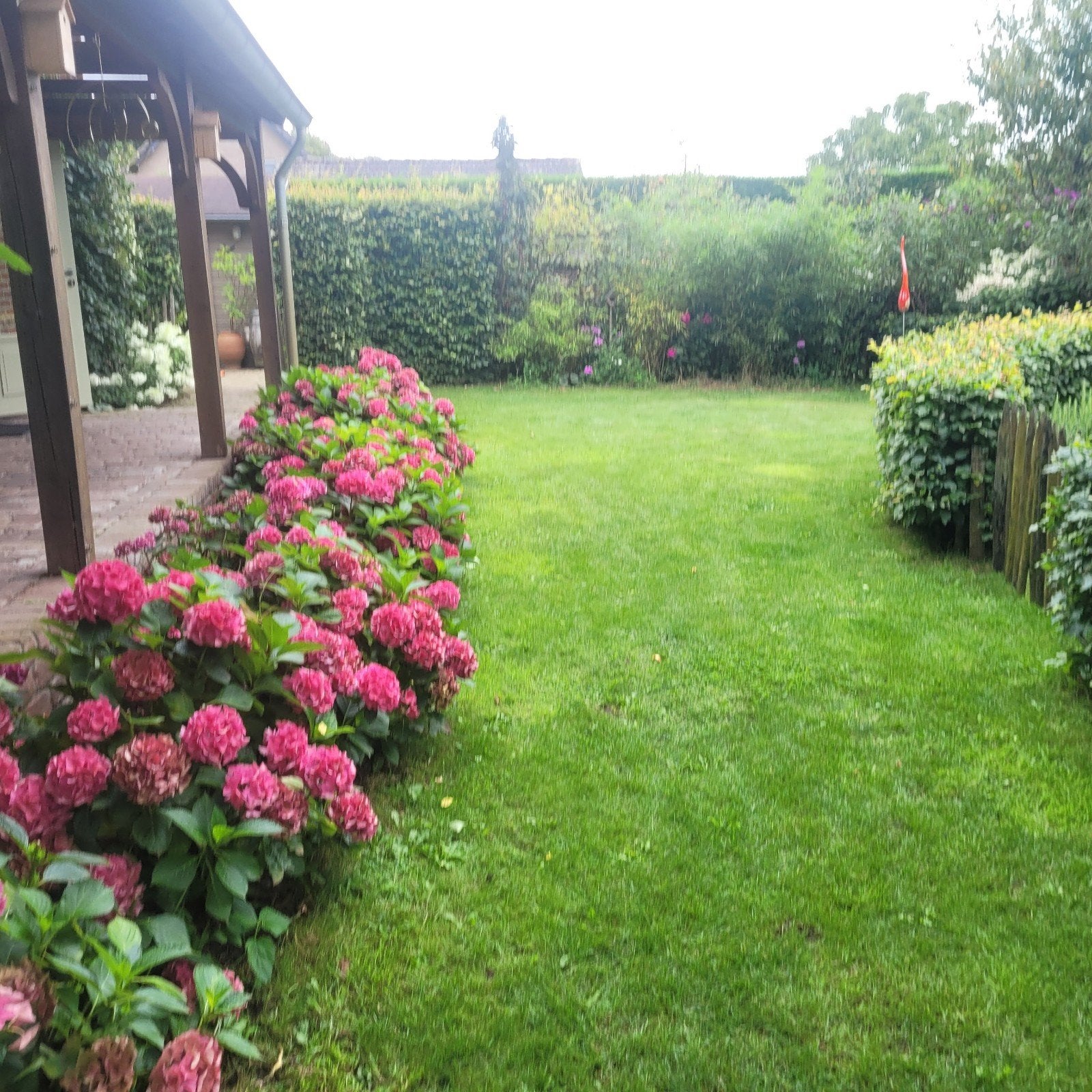 hortensia, Ophalen, Overige soorten, Halfschaduw