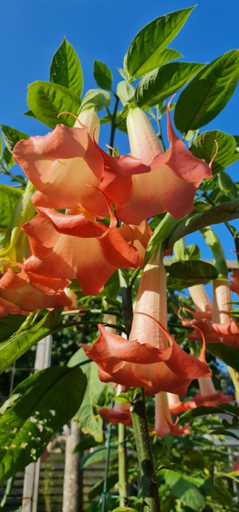 Brugmansia Madame Bouvarie (Engelentrompet), Ophalen, Zomer, Overige soorten, Halfschaduw