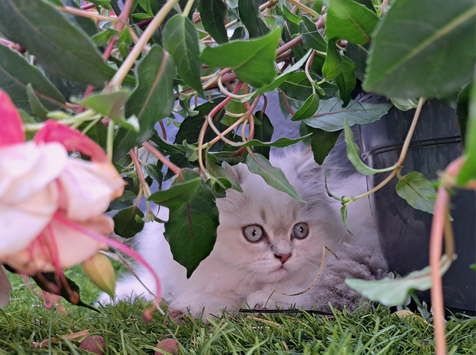 Nog 1 Brits langhaar poesje, Poes, Ontwormd, 0 tot 2 jaar