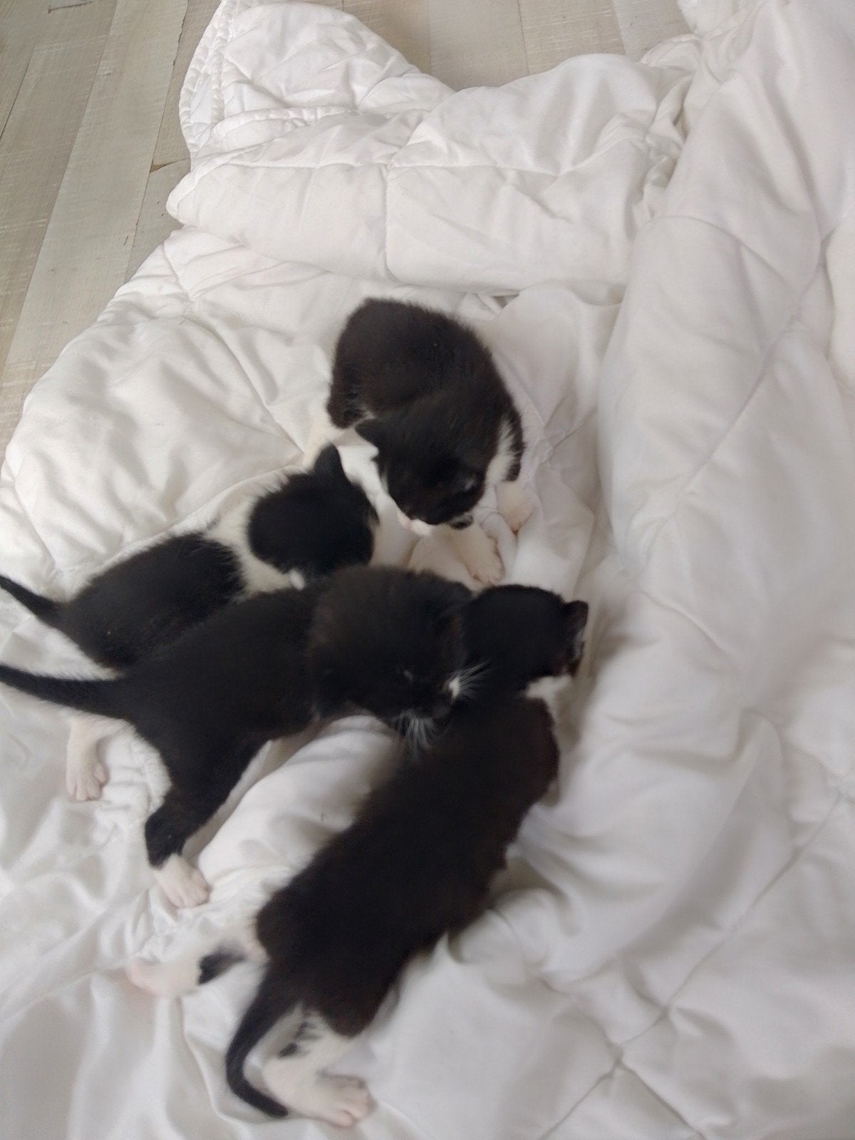 Kittens, Dieren en Toebehoren