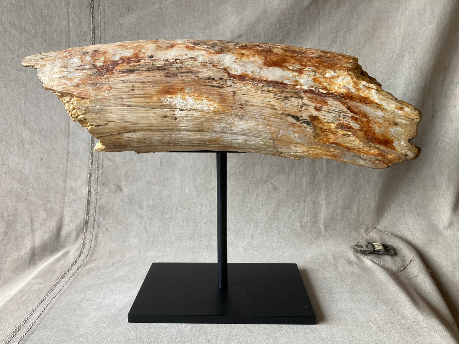 Witte mammoettand 50 cm , 8 kg , diameter 15cm incl sokkel, Ophalen, Fossiel