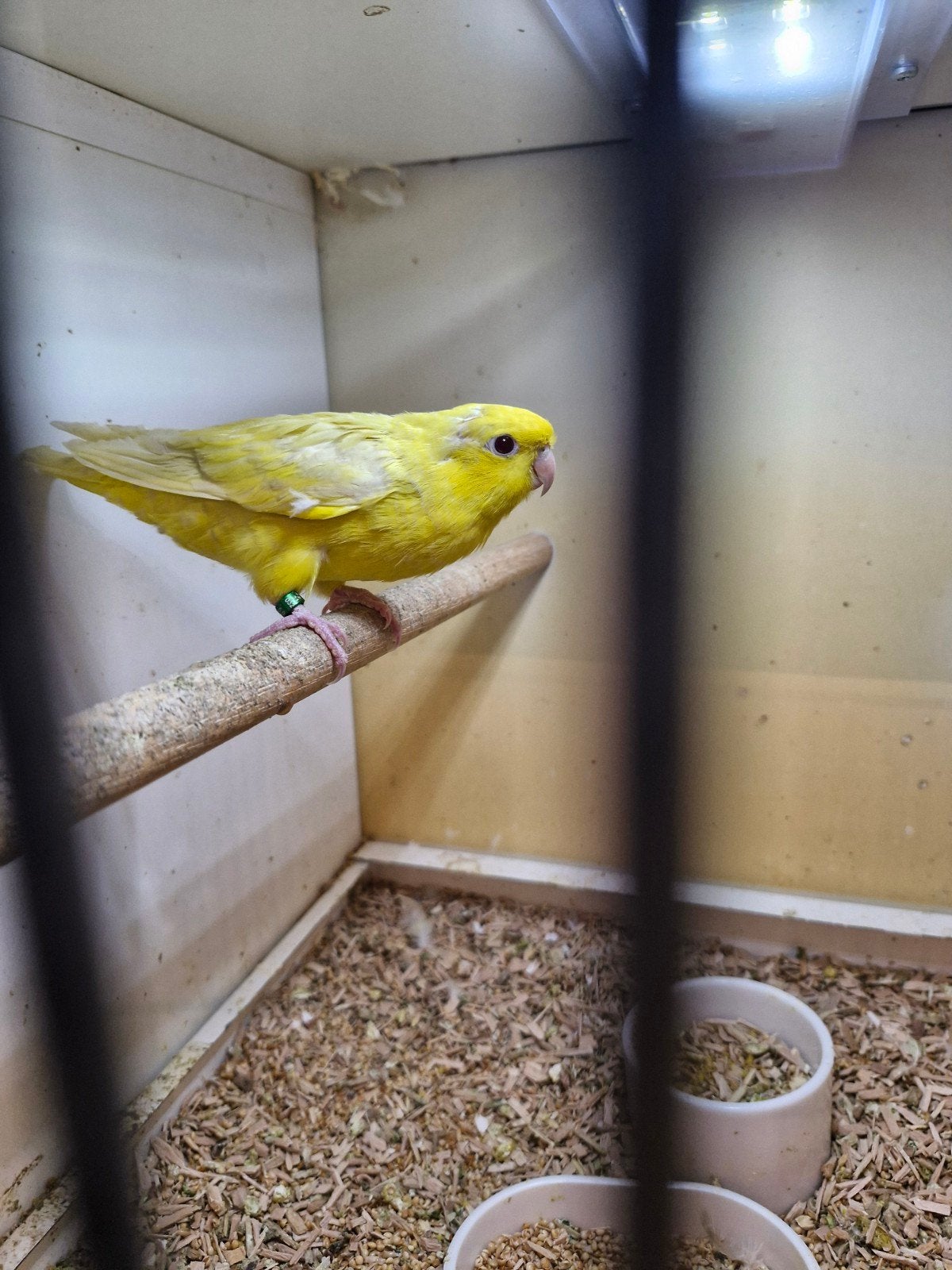 Koppel catharina's, Meerdere dieren, Parkiet, Geringd
