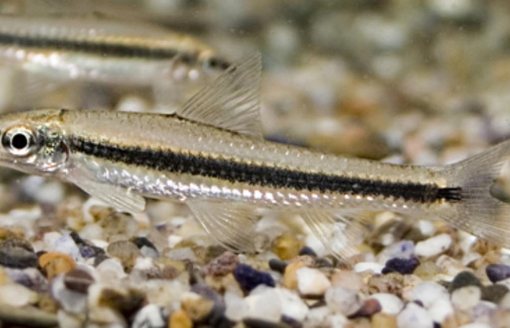 Siamese Algeneter - Crossocheilus Oblongus, Vis, Zoetwatervis