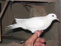 Lachduif / Roosduif / Tortelduif, Dieren en Toebehoren, Meerdere dieren, Tortelduif