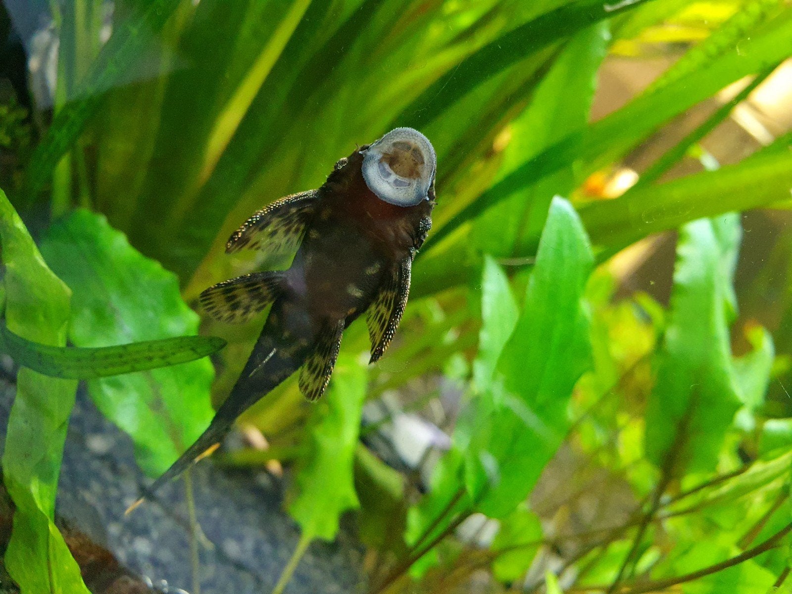 jonge algeneters ancistrus, Vis