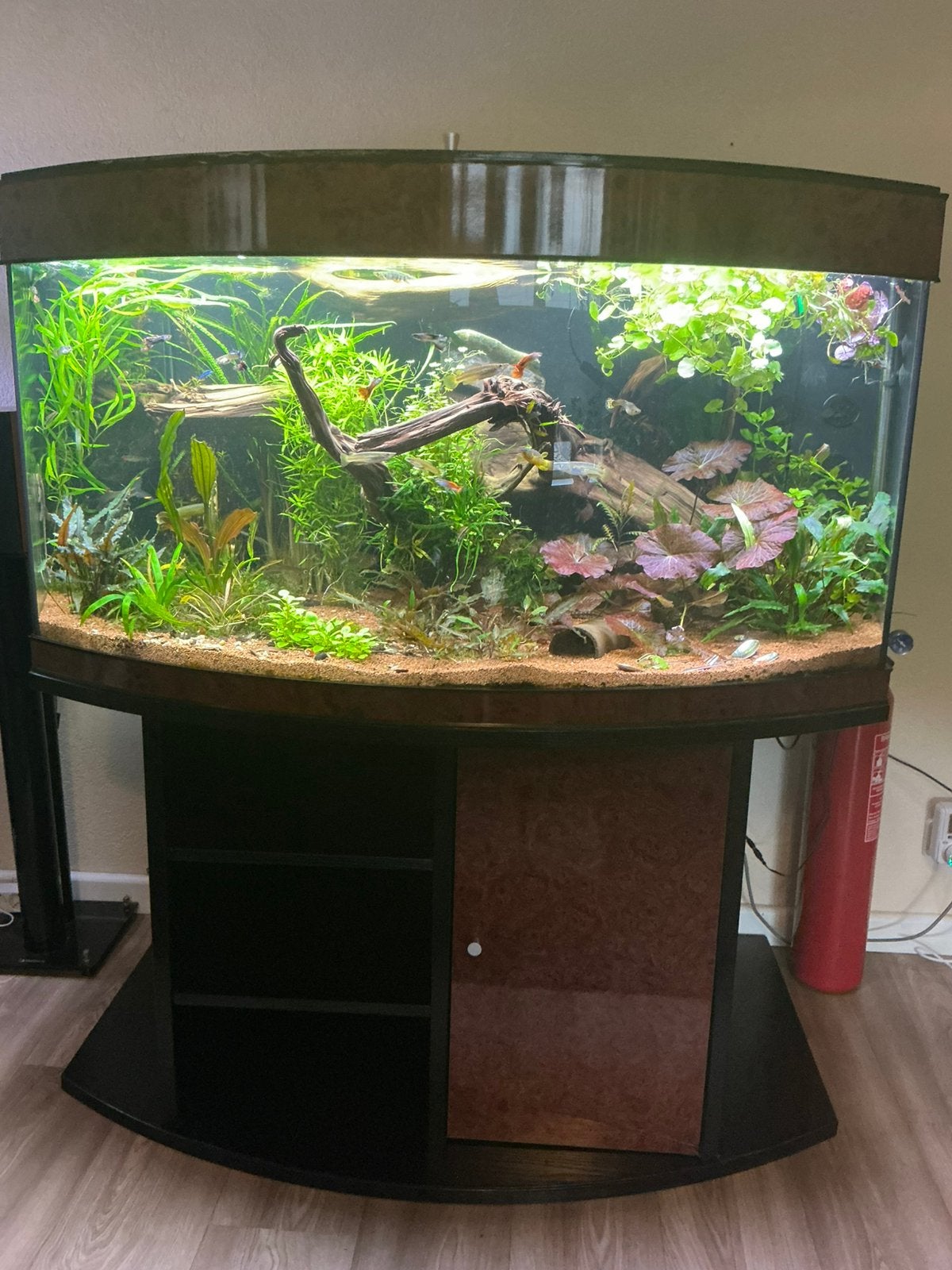 Aquarium aqua medic percula 120 met gebogen ruit, Dieren en Toebehoren, Vissen | Aquaria en Toebehoren, Ophalen, Gebruikt, Leeg aquarium