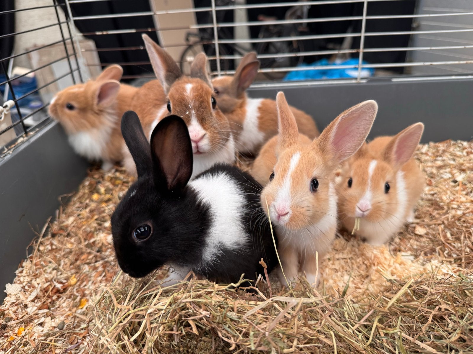 Jonge konijntjes (8 weken), Dieren en Toebehoren, Mei, Meerdere dieren, Overige typen, Tam