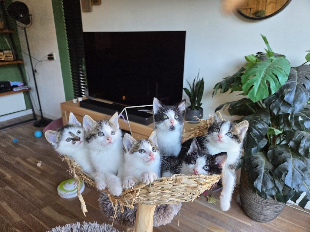 Kittens te koop ragdoll x europese korthaar (4 beschikbaar), Meerdere dieren, Ontwormd, 0 tot 2 jaar