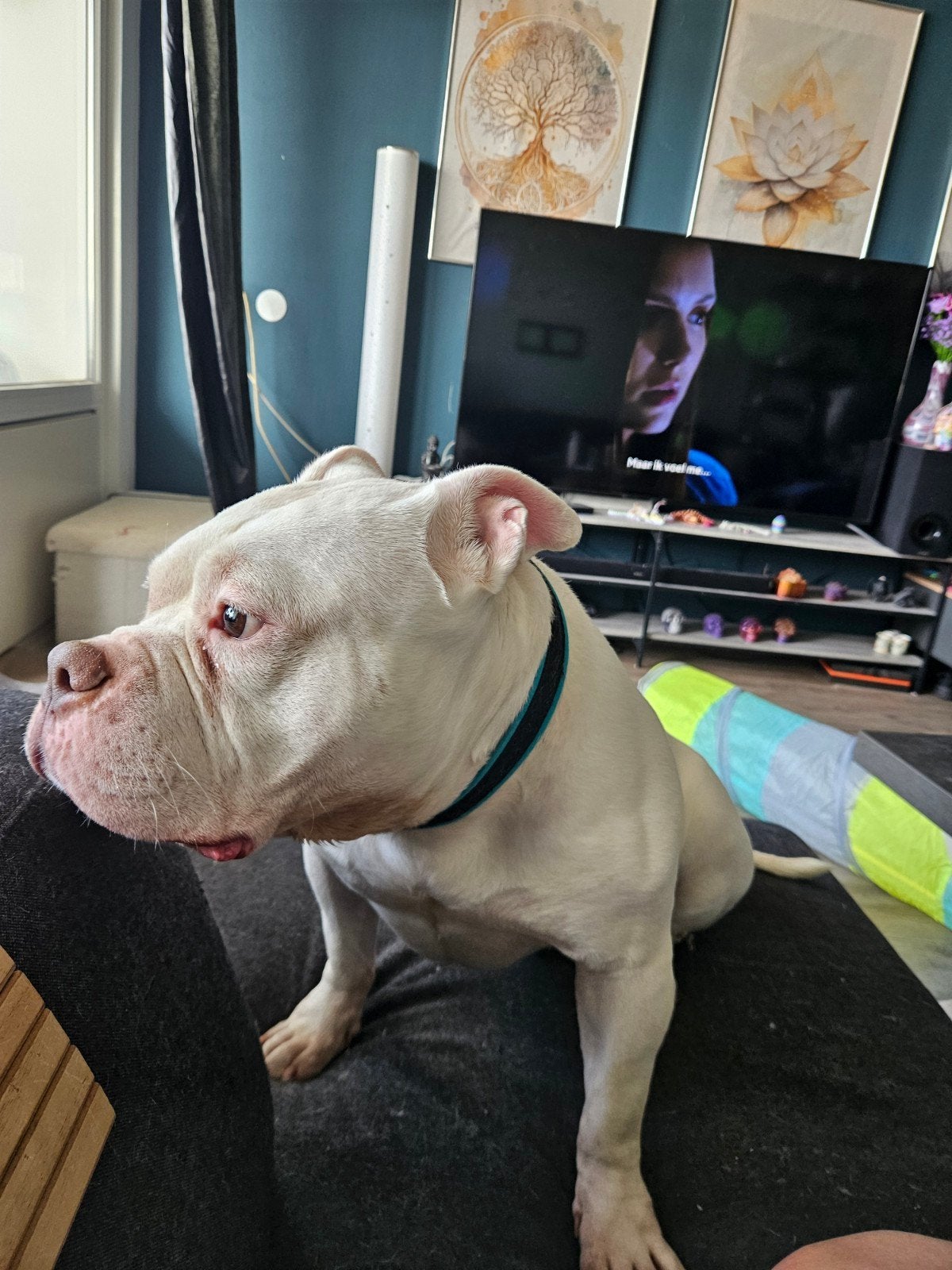 Met spoed  huisje gezocht, Dieren en Toebehoren, 6 jaar of ouder, Eén hond, Nederland, Particulier