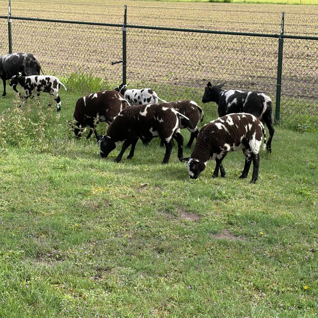 Bonte schapen en lammeren! Dek rammen, Dieren en Toebehoren, Schapen, Geiten en Varkens, Meerdere dieren, Schaap