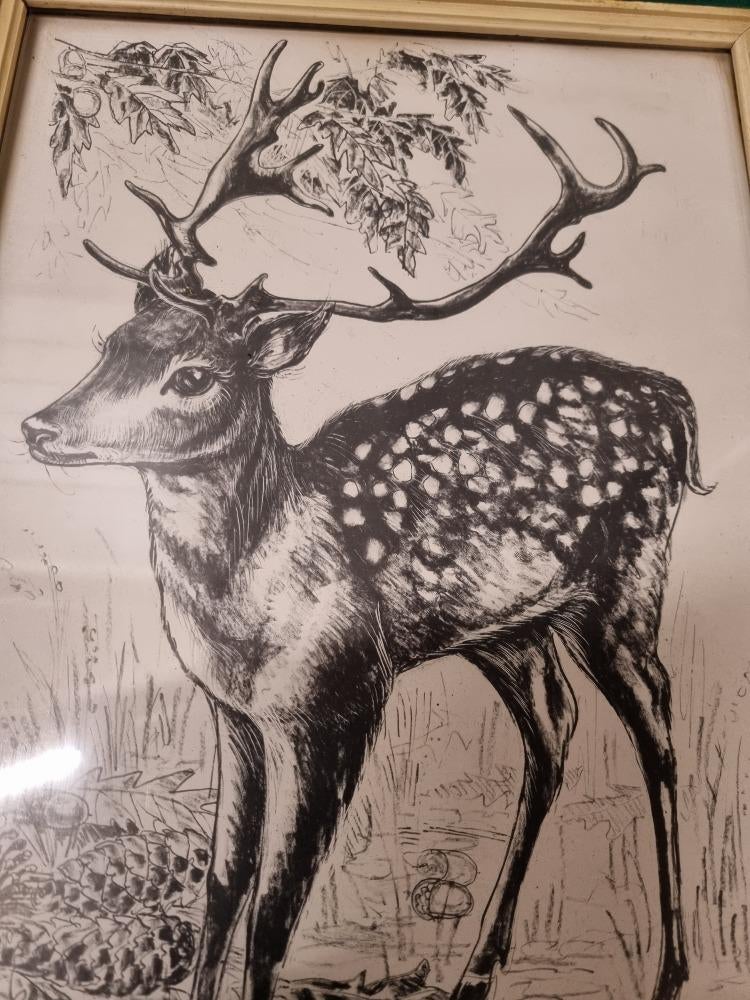 schilderij tekening hert cocky jaren 60, Ophalen of Verzenden, 'T Olde Gre-j, Info@toldegrej.nl, Endepoelstraat 20f Didam