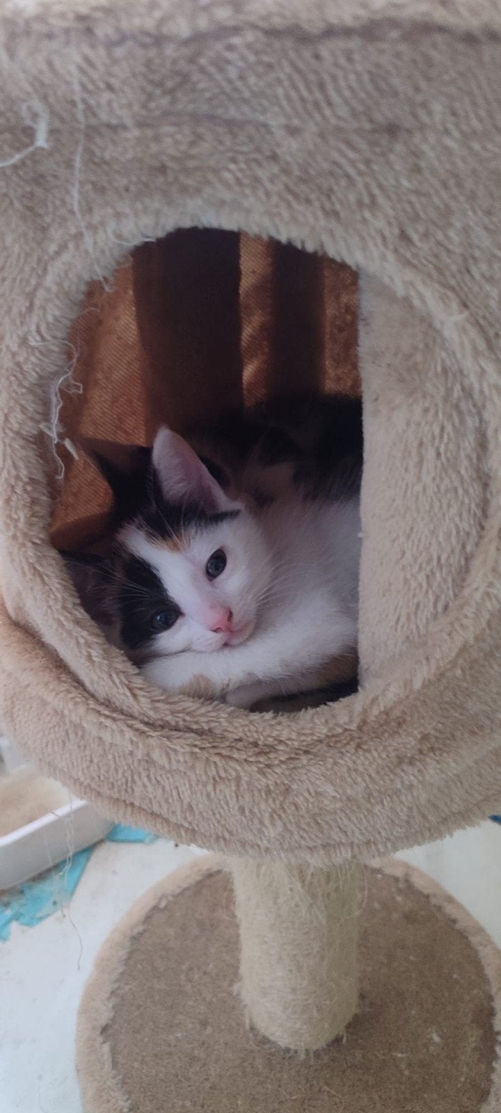 kittens te koop. 23-6 geboren., Dieren en Toebehoren, Katten en Kittens | Overige Katten, Meerdere dieren, Kortharig, 0 tot 2 jaar