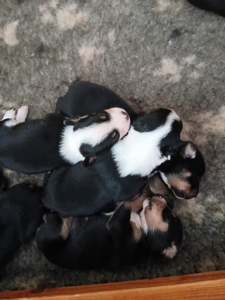 Pups kruising boerenfox x Duitse jachtterrier x appenseller, HCC (leverziekte), 8 tot 15 weken, Meerdere, Meerdere dieren