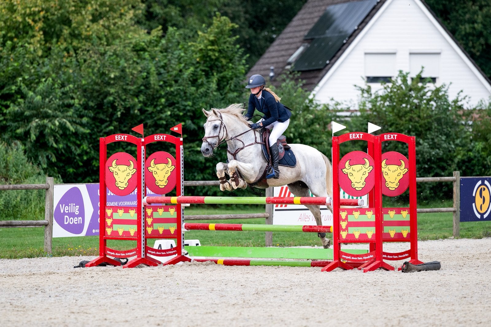 Leermeester/Schoolmaster, Springpaard, Met stamboom, Ruin, M