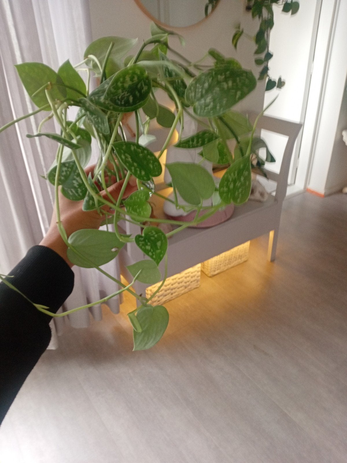 Prachtige Scindapsus Pictus stekken, Overige soorten, Minder dan 100 cm, Groene kamerplant, Halfschaduw