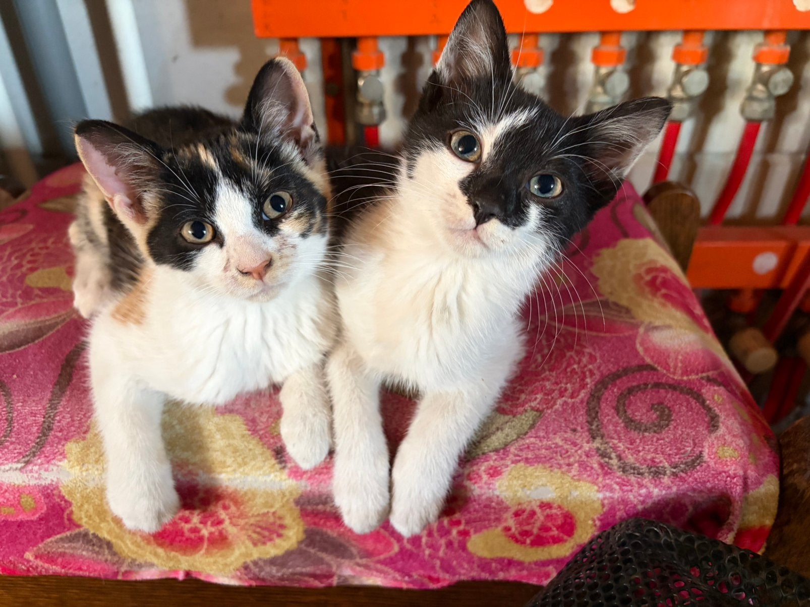 Lieve boerderij kittens, Meerdere dieren, Kortharig, 0 tot 2 jaar