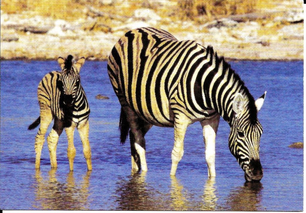 Ansichtkaart	Zebra 	met veulen, Verzenden, 1980 tot heden, Ongelopen, Wild dier