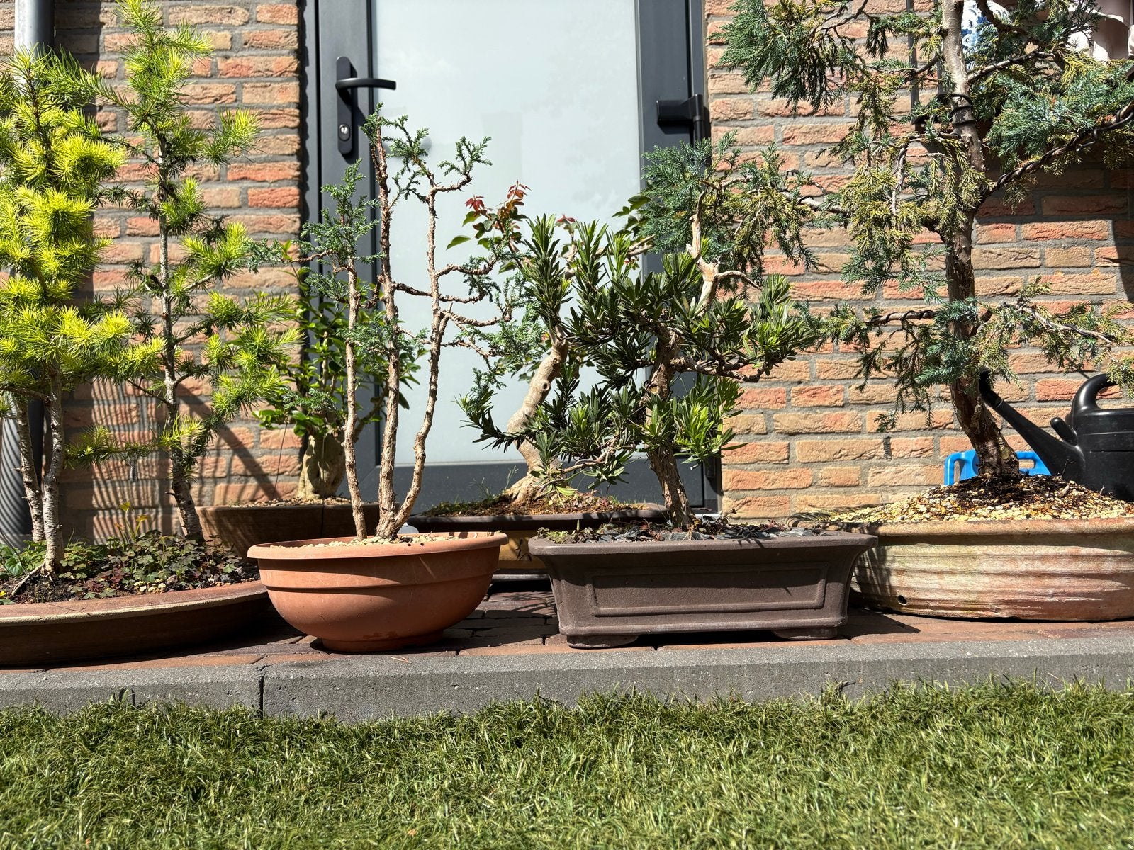 Set van 4 Bonsai / Pré Bonsai inclusief schalen €120, Volle zon, Vaste plant, Bloeit niet, Ophalen