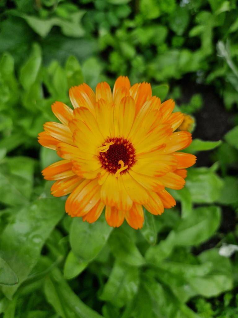 Goudsbloem Calendula Zaden - Direct te zaaien!, Overige soorten, Volle zon, Eenjarig, Ophalen of Verzenden