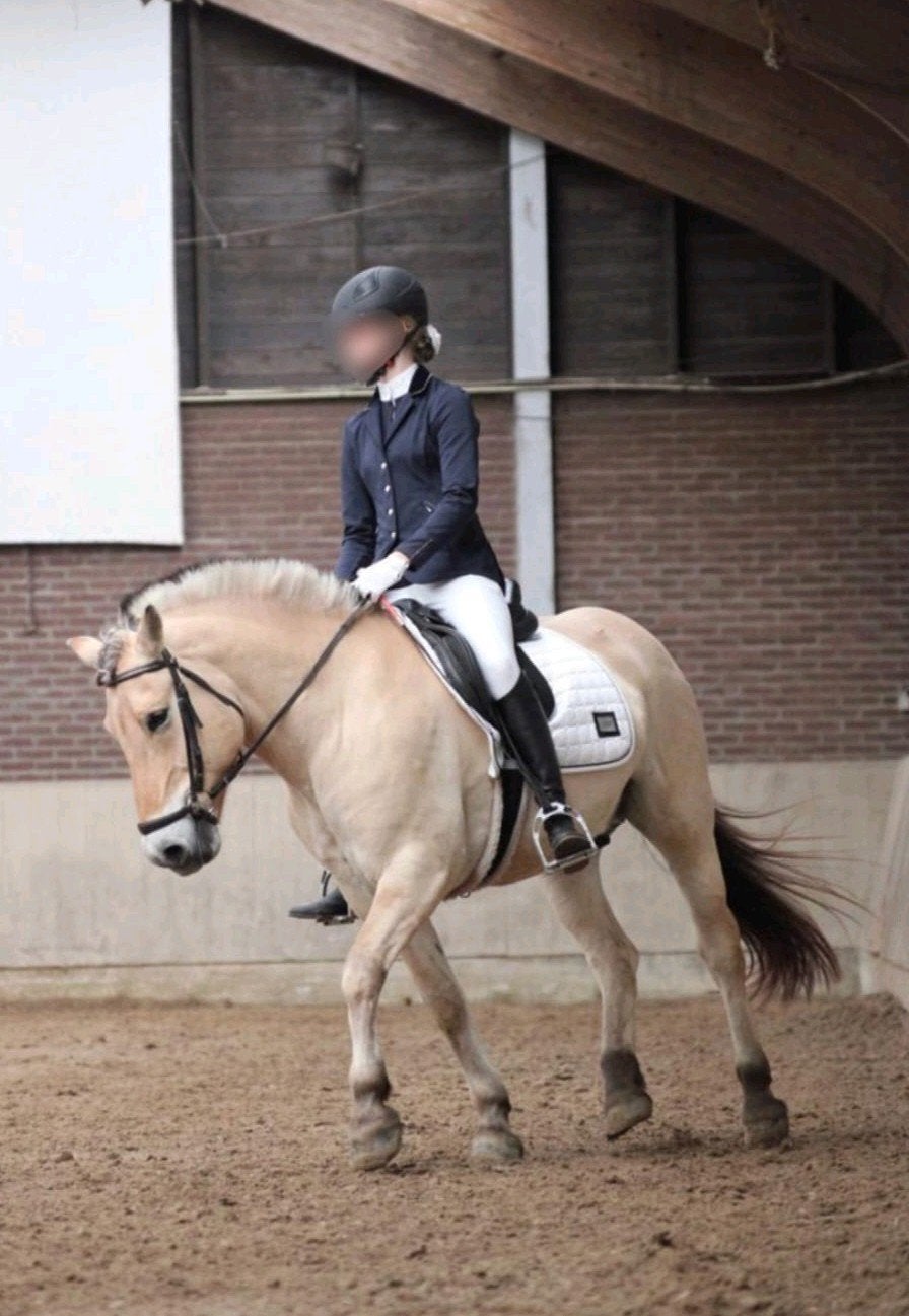 Bijrijd paard gezocht!!, Dieren en Toebehoren, Ophalen of Verzenden