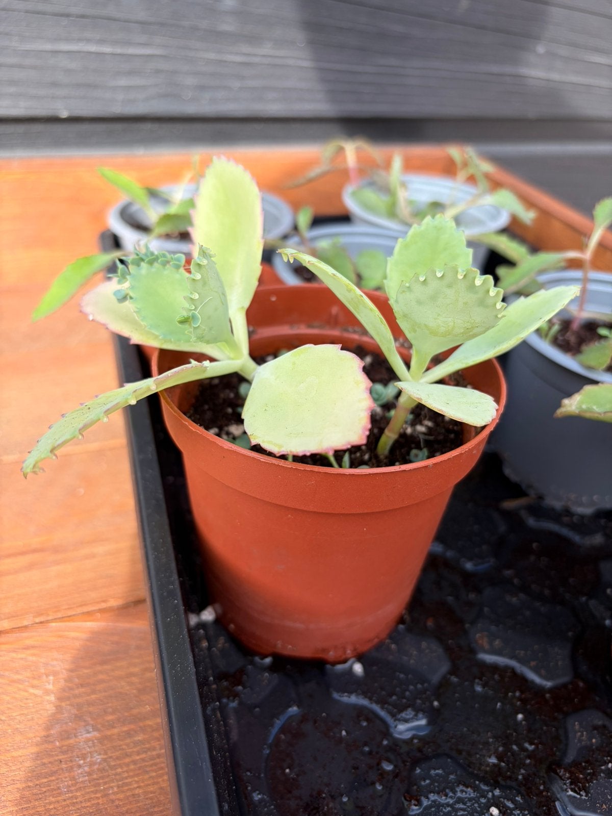 Mother of thousands - 4 beschikbaar in bieb, Ophalen, Vetplant, Halfschaduw, Minder dan 100 cm