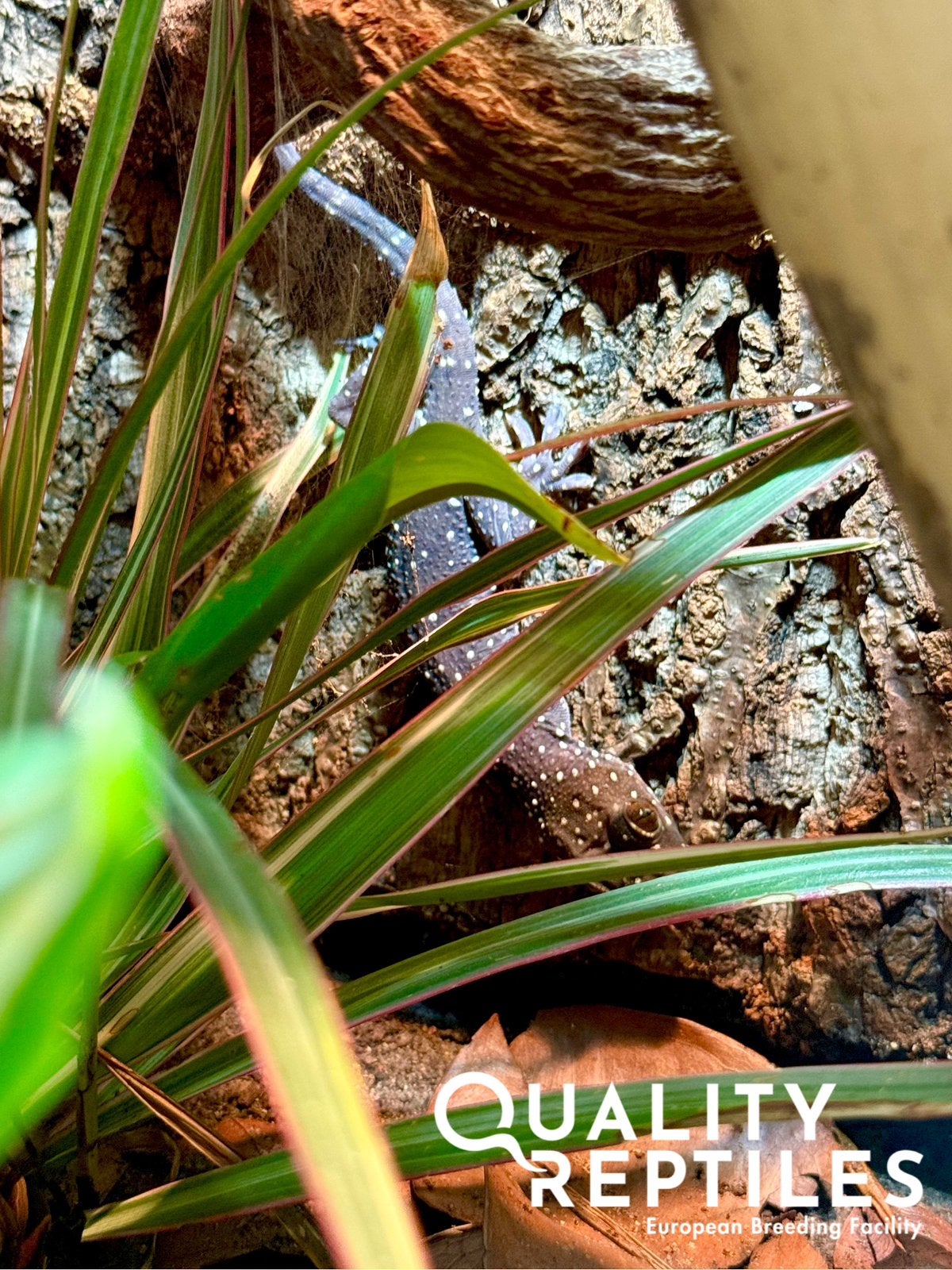 1.1 Gekko pradapdao met of zonder terrarium, Dieren en Toebehoren, Hagedis, Met terrarium, 0 tot 2 jaar