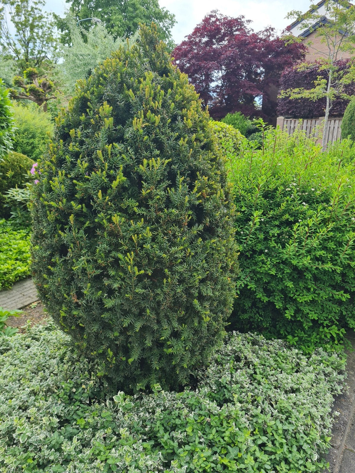 Gratis ophalen: taxus en conifeer, Ophalen, Taxus, Haag, 100 tot 250 cm